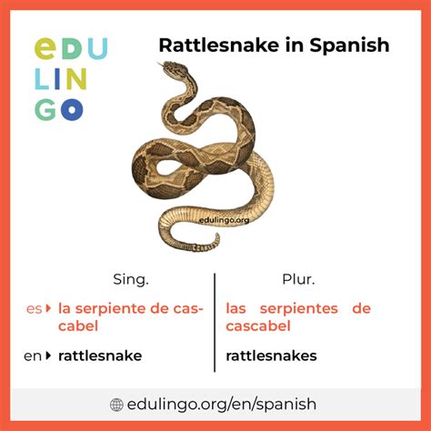 rattlesnake in spanish.